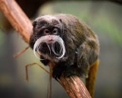 It lives in the southwest amazon basin, in east peru, north bolivia and in the west brazilian states of acre and amazonas. Emperor Tamarin Facts Diet Habitat Pictures On Animalia Bio