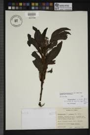 Image result for Phragmanthera usuiensis