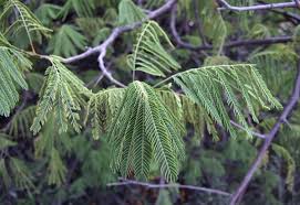 Image result for Albizia brevifolia