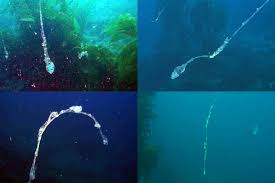 It is composed of compounds secreted by marine organisms. Star Thrower Educational Multimedia S T E M Dive Dry Column