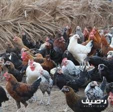دجاج بلدي للبيع Animals Rooster
