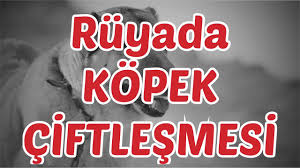 Ruyada Kopek Ciftlesmesi Youtube