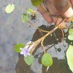 Image result for Pontederia natans