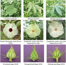 Image result for Hibiscus cannabinus