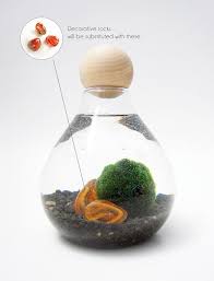 Pin By Carly On For The Home Marimo Marimo Moss Ball Marimo Moss