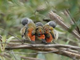 Garden Birds Of South Africa Identification Kirstenbosch Botanical Gardens Cape Town Avec Images Oiseaux Afrique Du Sud Jardins