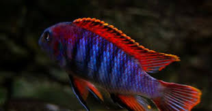 Tropheops Sp Chilumba Mphanga Rocks 5 Male African Cichlid Aquarium Cichlids African Cichlids