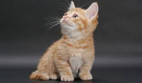 If you are looking at owning a munchkin cat to join your family then it is probably a good idea to look at the breeders that are local to you. Munchkin Cat Breed Information