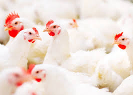 Download Split Feeding Program Looks To Disrupt Conventional Approaches To Broiler Breeder Nutrition