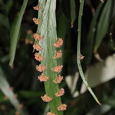 Image result for Phyllanthus polyspermus