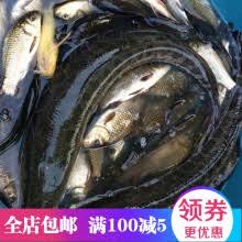 Alternative name for 烏賊／乌贼 (wūzéi, cuttlefish). é³¢é±¼ä»·æ ¼æŠ¥ä»·è¡Œæƒ… äº¬ä¸œ