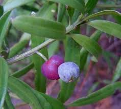 Image result for Podocarpus latifolius