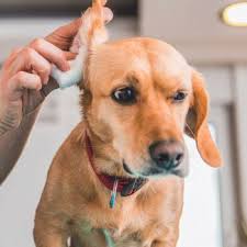 Home Petvet