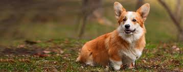 We did not find results for: Pembroke Welsh Corgi Dog Breed Facts And Information Wag Dog Walking