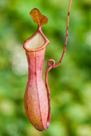 ) nepenthes ventricosa is a variable species, easy to grow in a windowsill or terrarium, and an ideal beginner's nepenthes. Growing Nepenthes Ventricosa Pitcher Plant Thriftyfun