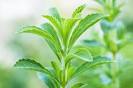 Diabetiker stevia