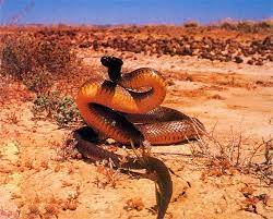Venomous Snakes Most Venomous Snake In The World Found Only In Australia Australian Wildlife Snake Australian Native Animals