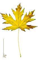 Phototheque Feuille Arbre Feuille D Erable Arbre Erable
