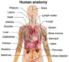 .easy artery diagram, major arteries of body diagram, carotid arteries diagram, leg arteries and veins diagram, layers of arteries, human anatomy arteries, and heart coronary artery diagram. Science Websites For Kids List With 36 Reviewed Science Sites