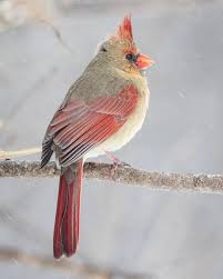 Grey Birds That Look Like Cardinals Bird Photography Female Northern Cardinal In Snow Fine Art Etsy In 2020 Animal Photography Wildlife Bird Photography Animal Photography