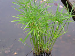 Image result for Cyperus