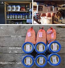 Seed banks came into being when people faced difficulty finding various seeds from local nurseries and plant growers. Enhancing Seed Conservation In Rural Communities Of Guatemala By Implementing The Dry Chain Concept Springerlink