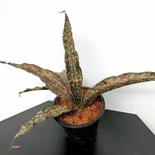 Image result for Sansevieria kirkii