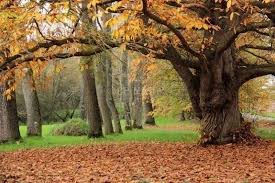 Vente Manoir 6 Pieces Guingamp 22200 585 000 Honoraires A La Charge Du Vendeur Cabinet Le Nail Le Manoir Belle Demeure Chateau