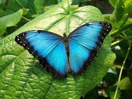 Mariposa Azul Caracteristicas Significado Peligro De Extincion Y Mas