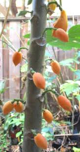 Image result for Vasconcellea pubescens