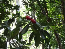 Image result for Ochrosia