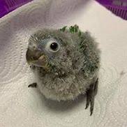 Pet grooming in nashua, nh. Bird Supply Of New Hampshire The Pet Stop Nashua Alignable