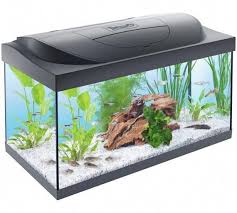 Buy Tetra 54 Litre Starter Kit At Argos Co Uk Visit Argos Co Uk To Shop Online For Fish Tanks And Stands Fish Pe Saltwater Aquarium Setup Aquarium Fish Tank