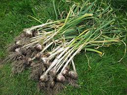 I planted mine late last year in late spring into pots and pulled them out in late summer. How And When To Harvest Garlic Epic Gardening
