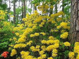 Rhododendron Luteum Mit Bildern Azaleen Bilder Garten