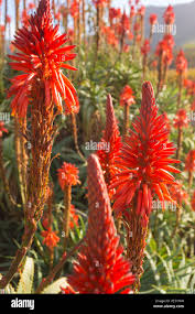 Image result for Aloe cameronii × greatheadii