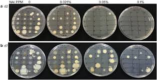 We did not find results for: Use Of Plant Preservative Mixture For Establishing In Vitro Cultures From Field Plants Experience With Papaya Reveals Several Ppm Tolerant Endophytic Bacteria Springerlink