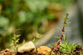 Image result for Rotala gossweileri