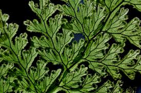 Image result for Hymenophyllum triangulare