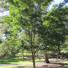 Image result for Dalbergia fischeri