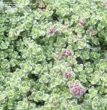 Wooly Thyme Wooly Thyme Creeping Thyme Elfin Thyme