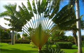 Ravenala Madagascariensis Travelers Palm Vs Bird Of Paradise Traveler S Palm Ravenala Madagascariensis Native To Madagascar The Central Trunk Is Topped By Fan Shaped Plants Indoor Plants Online Bonsai Trees For Sale