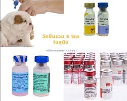 วัคซีนที่จำเป็นต้องฉีดในสุนัขนะครับ หลักๆ จะมี 2 วัคซีน คือ 1. à¸«à¸¡à¸­à¸«à¸¡à¸²à¸«à¸¡à¸­à¹à¸¡à¸§ à¸§ à¸„à¸‹ à¸™à¸£à¸§à¸¡ 5 à¹‚à¸£à¸„à¹ƒà¸™à¸ª à¸™ à¸‚ à¸¡ à¹‚à¸£à¸„à¸­à¸°à¹„à¸£à¸š à¸²à¸‡