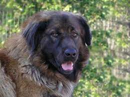 pin em beautiful dogs