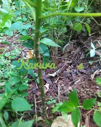 Image result for Neoboutonia