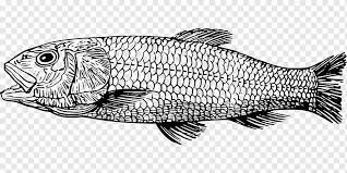 Maybe you would like to learn more about one of these? Ikan Cretaceous Tyrannosaurus Plesiosauria Ikan Hewan Makanan Laut Fauna Png Pngwing