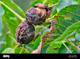 Image result for Rhagoletis completa