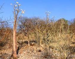 Image result for Philenoptera nelsii