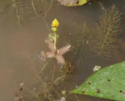 Image result for Utricularia stellaris