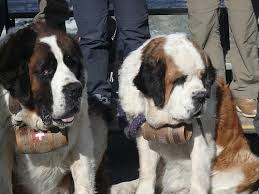The wood barrel dog collar is a must have for any st. What S In The Barrel Around A Saint Bernard S Neck Saint Bernard St Bernard Bernard